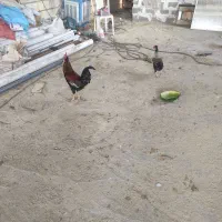 مرغ محلی با جوجه