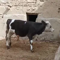گوساله سیمنتال نره