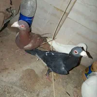 دو عدد کفتر سالم نر درج یک