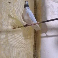 کبوتر|پرنده|گرگان, |دیوار