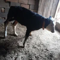 گوساله نر|حیوانات مزرعه|اسفرورین, |دیوار