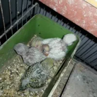 مرغ عشق مولد با جوجه سرلاکی چشم قرمز خونگی سالم|پرنده|قائم‌شهر, |دیوار