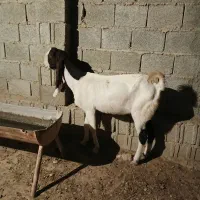 بز افغانی گناوه