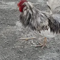 خروس گلین|حیوانات مزرعه|سرخنکلاته, |دیوار