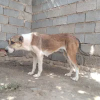 سگ دل جوان