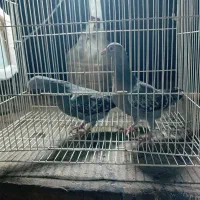 کبوتر المانی پلاکی