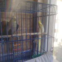 دو عدد عروس هلندی نر و ماده با قفس|پرنده|رودهن, |دیوار