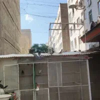 ۹۰تاکبوتر رنگی و تهرانی به صورت یکجا