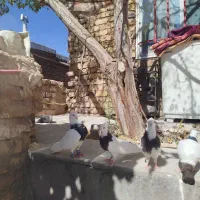 طوقی زرین .زرد خالدار سیاه سرخ|پرنده|تربت‌حیدریه, ده پائین|دیوار
