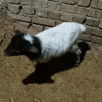 بره شیری 5ملیون