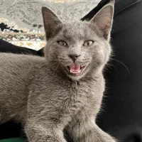 بچه گربه اسکاتیش|گربه|سبزوار, کوی بهار|دیوار