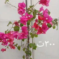 گلهای زیبا با قیمت مناسب