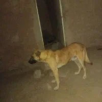 سگ گوسفندی