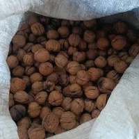 سلام و درود گردو درجه ۲ پوس کاغذی