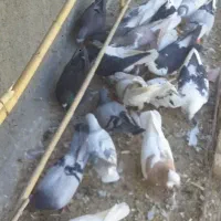 کبوتر|پرنده|نیشابور, کلاغان|دیوار