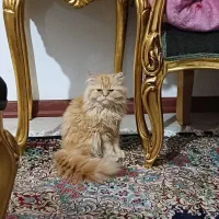 گربه پرشین و اسکاتیش|گربه|گلبهار, شهر جدید گلبهار|دیوار