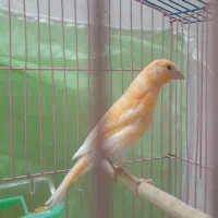 ۴ عدد قناری|پرنده|تربت‌حیدریه, یحیی آباد|دیوار