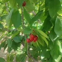 فروش زمین کشاورزی در روستای شاره 44دقیقه آب چشمه|فروش زمین و ملک کلنگی|سبزوار, کراب|دیوار