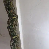 سه ریسه برگ درخت انگور با ۱۰ خوشه انگور