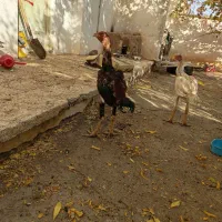 7 تا خروس لاری معاوضه|حیوانات مزرعه|تربت جام, شاهد|دیوار