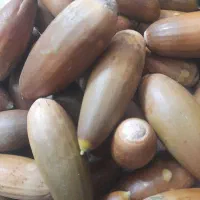 بلوط فروشی در ملکشاهی