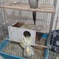 عروس هلندی با تخم