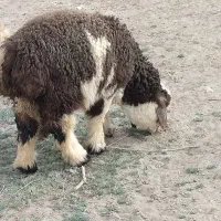 بره  ماده نژاددار