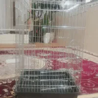 قفس چیکو|لوازم جانبی حیوانات|ایلام, |دیوار