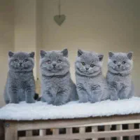 گربه نژاددار، سالم و اجتماعی برای شما/ ایران کتز