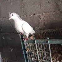کبوترخوشرنگ نمونه به نمونه|پرنده|بندر کنگان, |دیوار