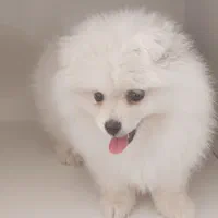 سگ پامر