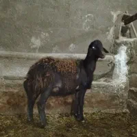 بره قوچ قزل افشار