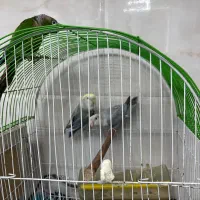 یک جفت طوطی بریزیلی به شرط نطفه