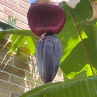 کود مایع اورجینال نانو تضمینی