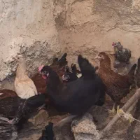 مرغ تخم گذار محلی و جوجه خروس محلی|حیوانات مزرعه|لار, |دیوار