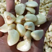 ب تعدادی نیرو خانم نیاز مندیم