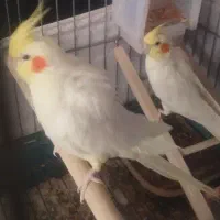 عروس هلندی مولد