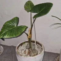 گل طبیعی|گل و گیاه طبیعی|نیشابور, فردوس شمالی|دیوار