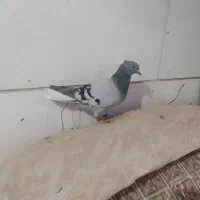 کفتر کله سیاه