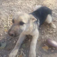 توله ژرمن هاسکی نگبان عالی|سگ|فیروزکوه, |دیوار