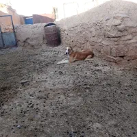 واگزاری