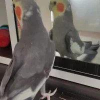 عروس فول فول