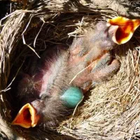 جوجه قناری باغی و دمیل