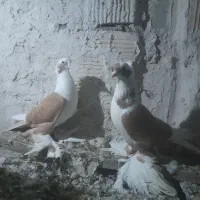 کفتر|پرنده|تبریز, |دیوار