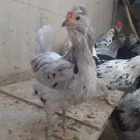 تخم مرغ و جوجه گلین ریشی چهل تاج فروشی|حیوانات مزرعه|سیرجان, |دیوار