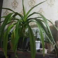 گل سوسن عنکبوتی