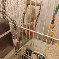 عروس هلندی و کوتوله برزیلی