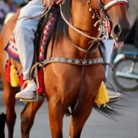 اسب|اسب و تجهیزات اسب‌سواری|تهران, جمهوری|دیوار