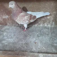 کبوتر های پروازی