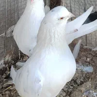 یه جفت کفتر پشت سیمانی پرشی